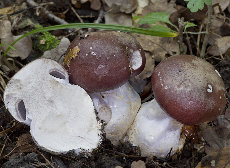 Cortinarius praestans